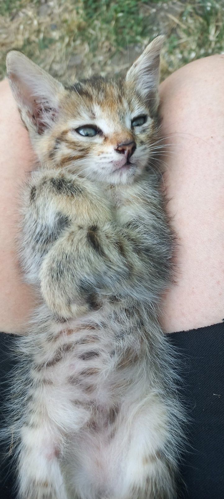 Отдам котят в хорошие руки