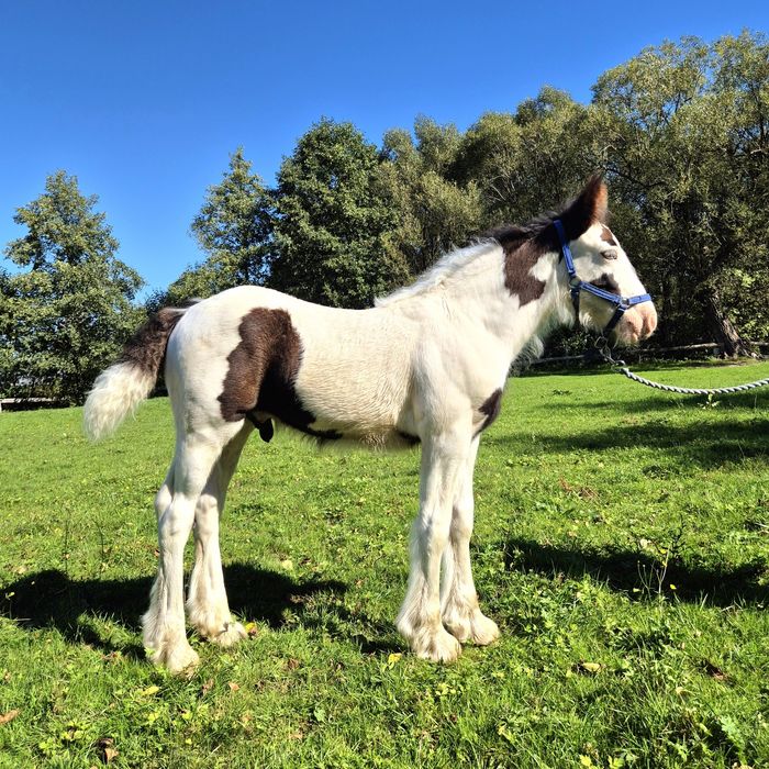 Tinker źrebak ogier