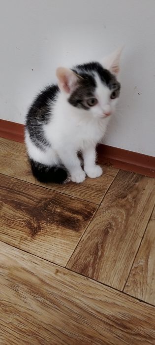 Oreste 12 tygodniowy kocurek szuka domku.