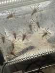 Monocentropus balfouri 1.5 DC