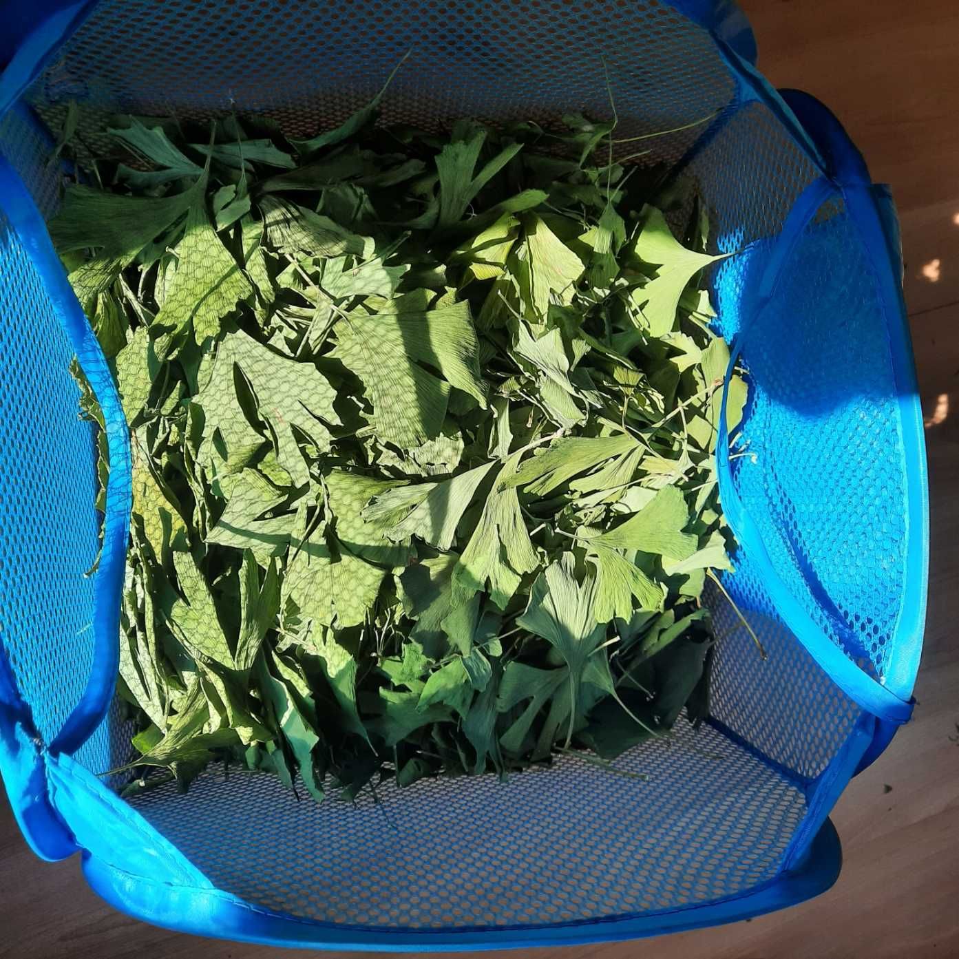 Suszone liście, glinkgo biloba miłorząb japoński.Porcja 0,25 kg.