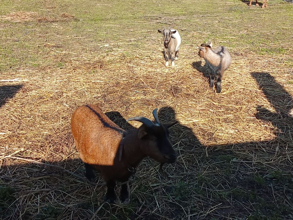 3 Cabras anas 2 chibus