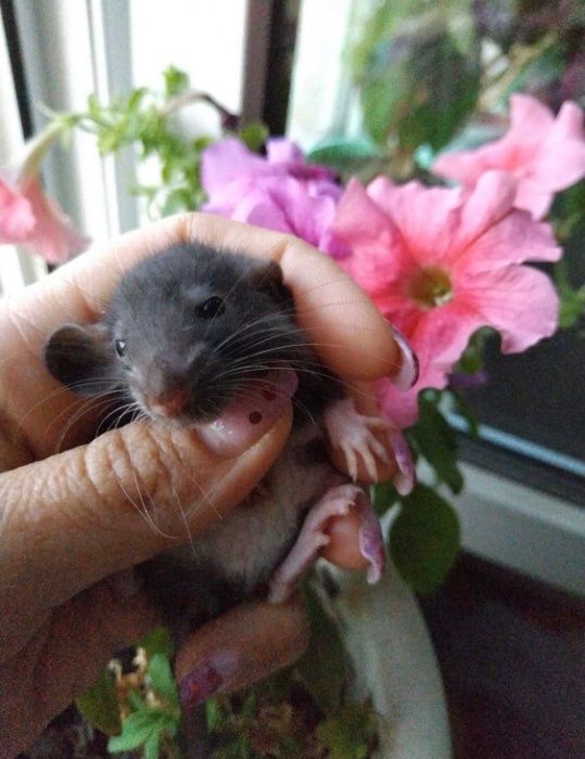 крыса дамбо