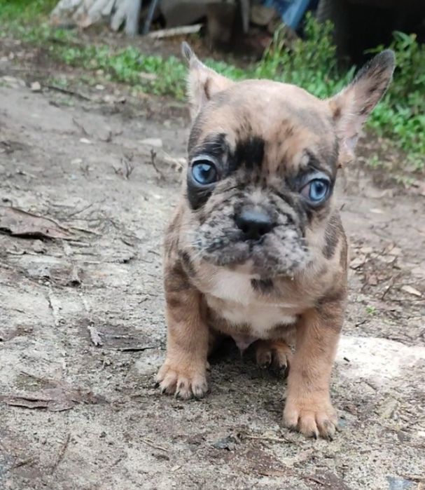 Красавчик мерле с голубыми глазами