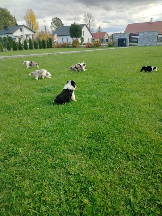Piękne border collie