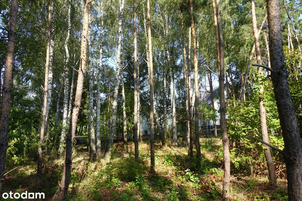 Piękna, zalesiona dzialka budowlana, Stare Babice, 709 m2