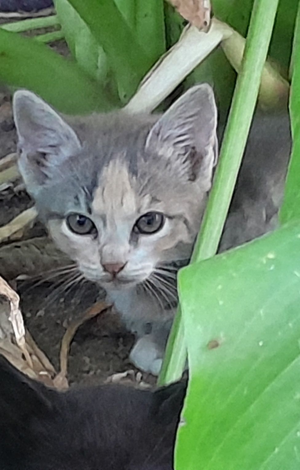 3 Gatinhos para dar