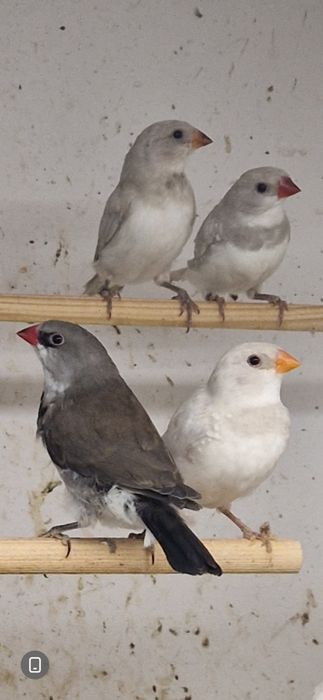 Diamante Sparrow, Goulds, Mandarins Gigantes