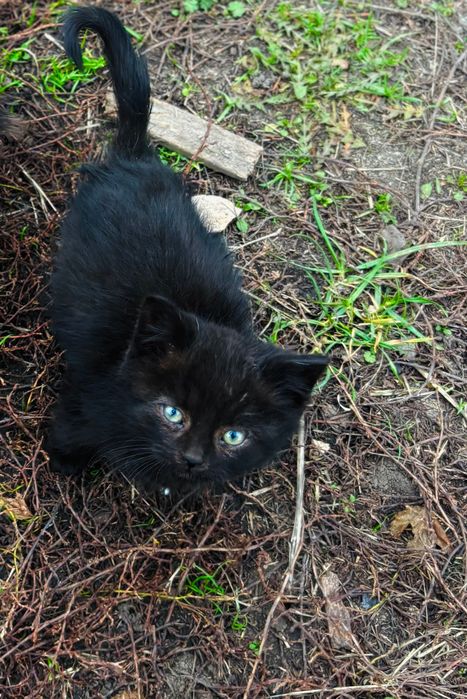 Кошенятко шукає дім