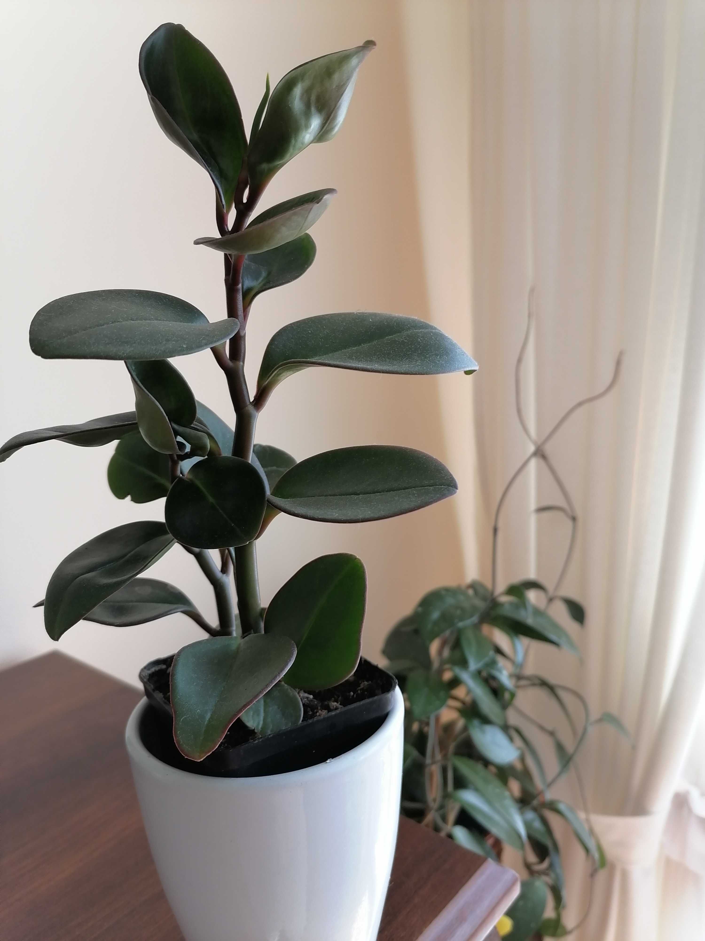 Peperomia abtusifolia - kwiatek doniczkowy