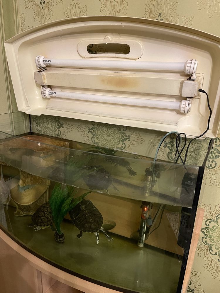 Продам акваріум з тумбою та черепахами