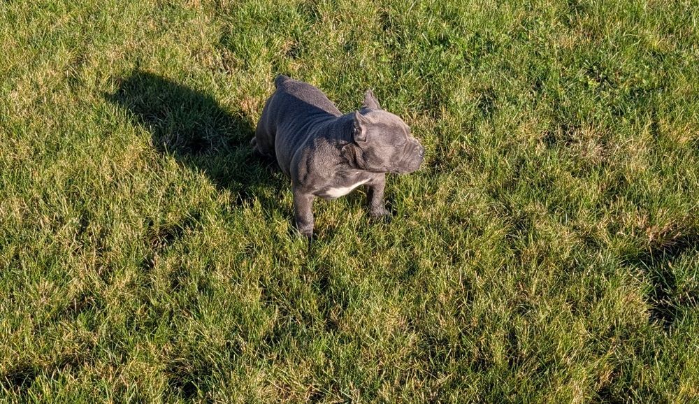 American bully suczka blue