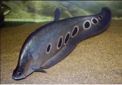 Faca palhaço 40 centimetros