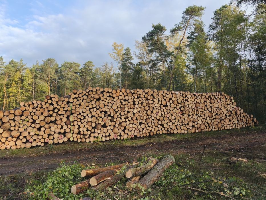 Usługi wycinki drewna skup drewna sosna brzoza dąb i lasu na pniu