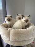 Kotki rasy Ragdoll