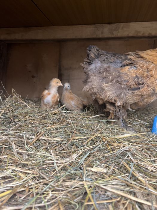 Kochin olbrzymi kury Kwoka brahma i 2 kurczaki kochin olbrymi