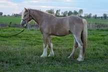 Tinker/ Irish Cob hodowla