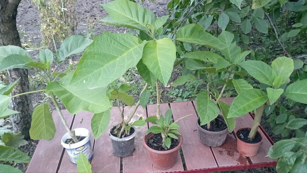 Бругмансия махровая