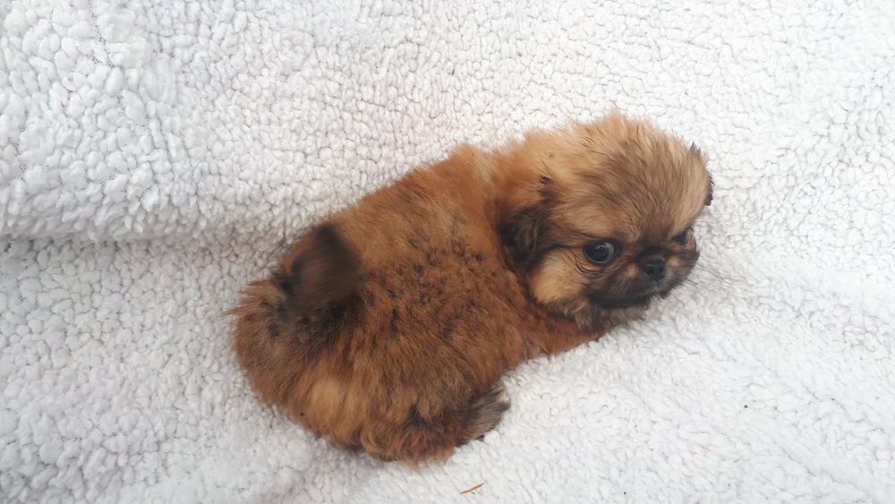 Продам цуценята пекінеса -хлопчики та дівчатка