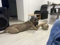 Oddam 2 letniego psa rasy Cane Corso