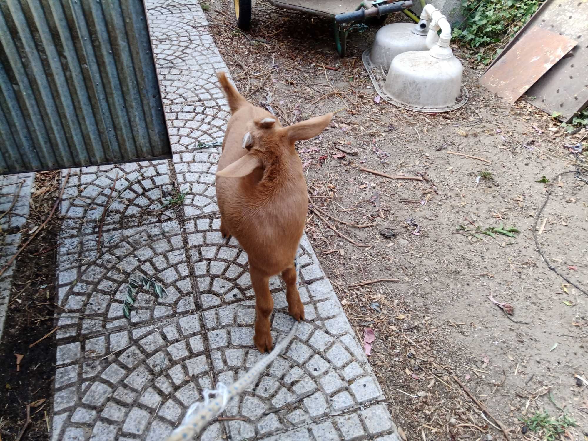 Cabritas de raça leiteira