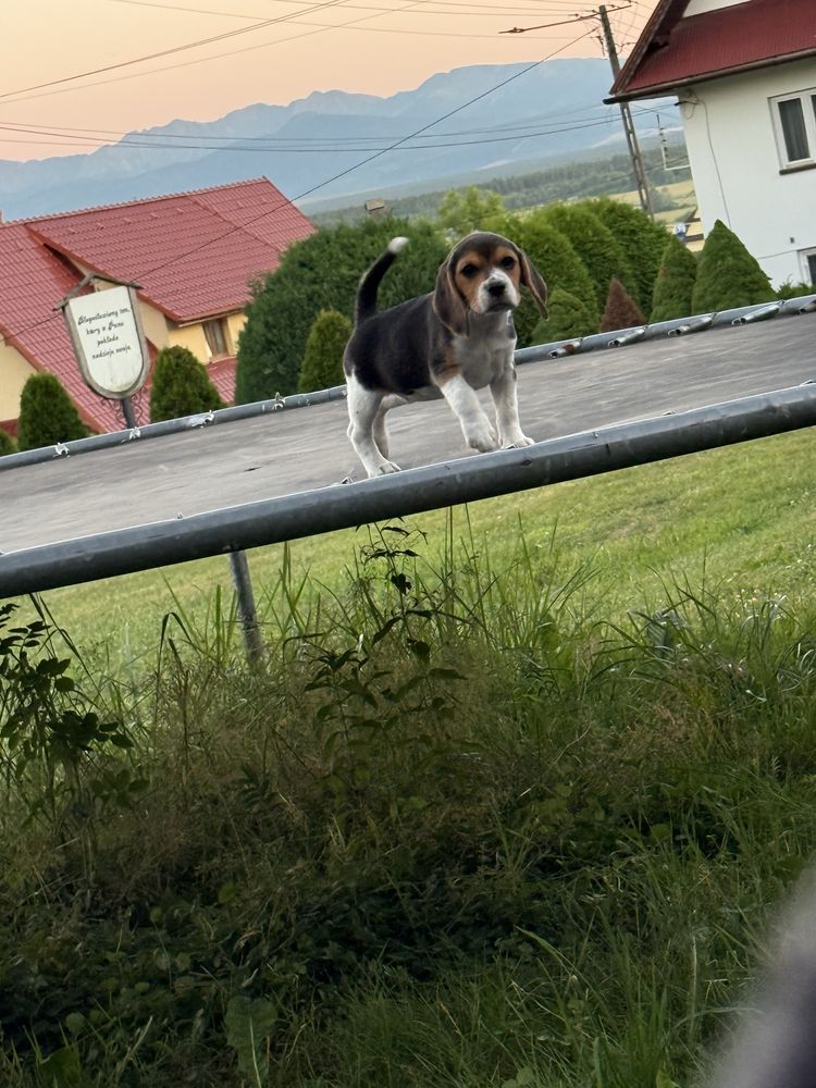 Piękna sunia beagle