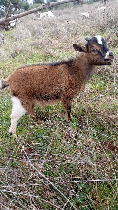 Cabritos anões (várias idades)
