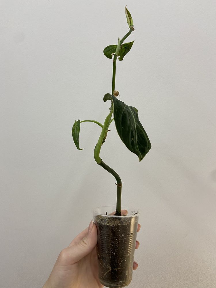 Philodendron Melanochrysum