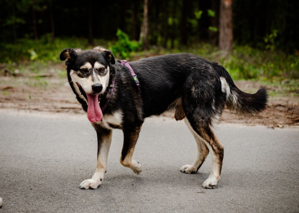 Cross kochany psiak czeka na miłość