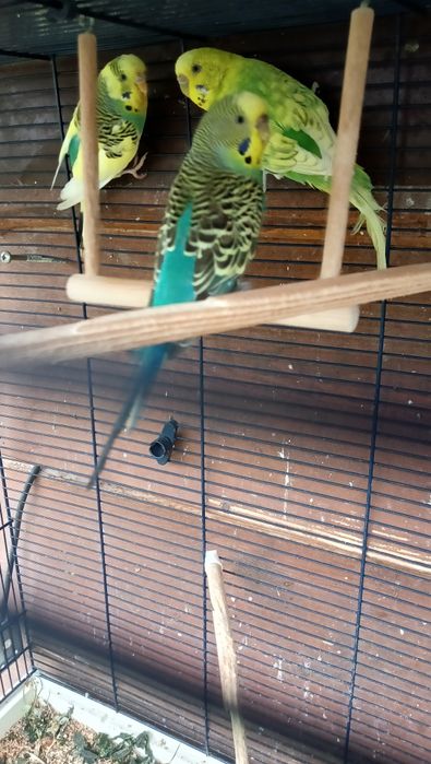 Faliste papugi mlode