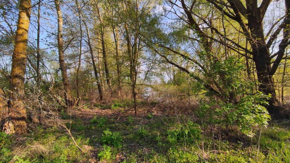 Земельна ділянка с. Гориця v.Gorica Chernihiv district