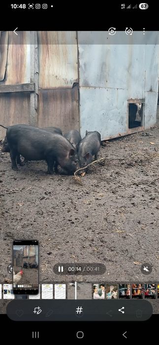 Ветнамські поросята