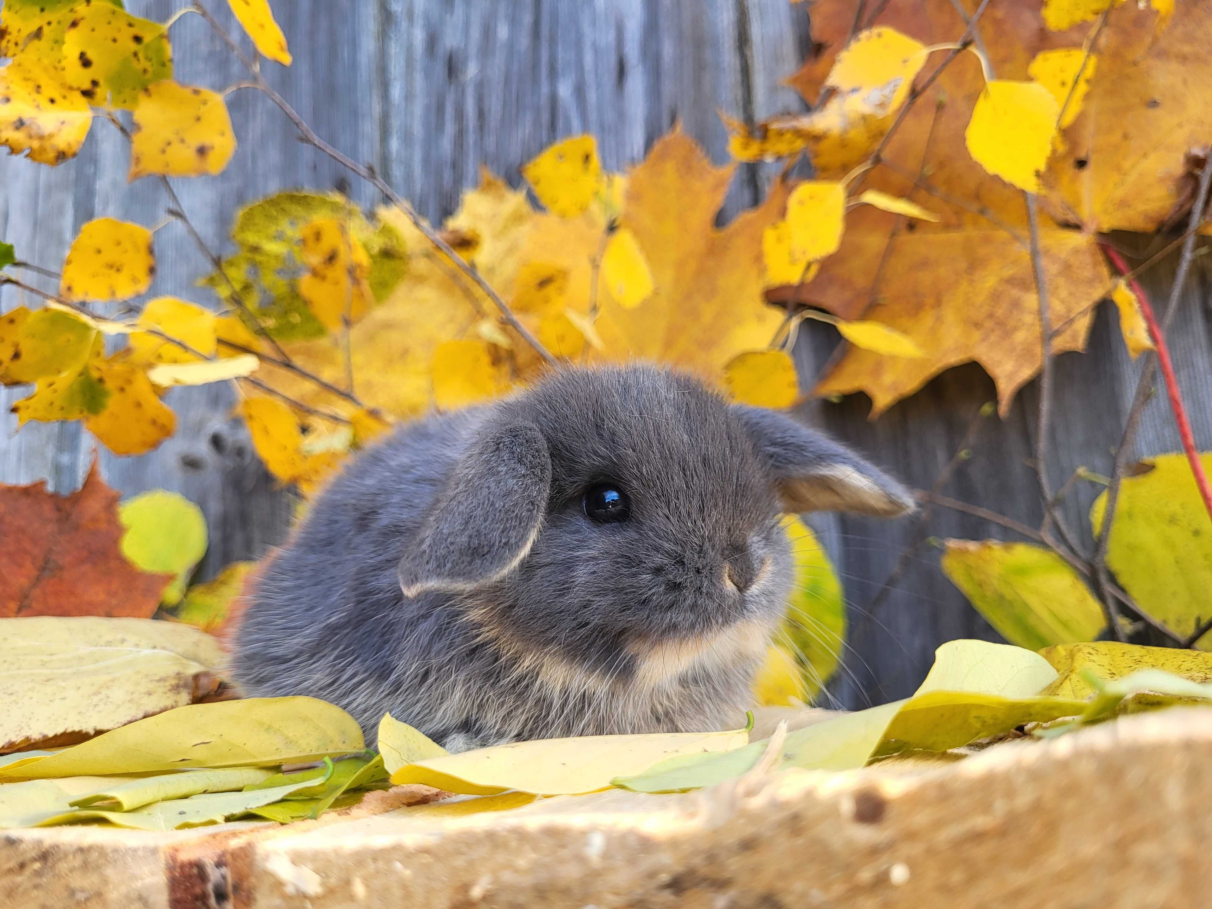 Mini Lop, piękne króliczki domowe.