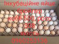 Інкубаційне яйце бройлер кобб 500, росс 308