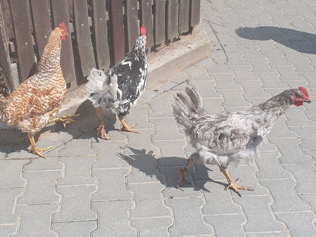 Koguty kogut kury kurczaki