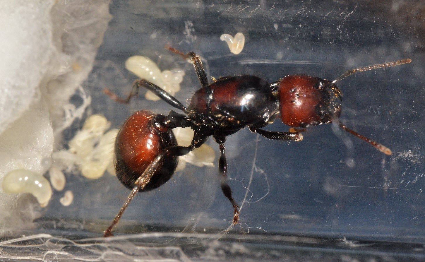 Messor barbarus królowe mrówek po zimowaniu