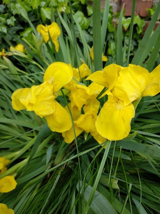 Sadzonki  żółtych niskich irysów