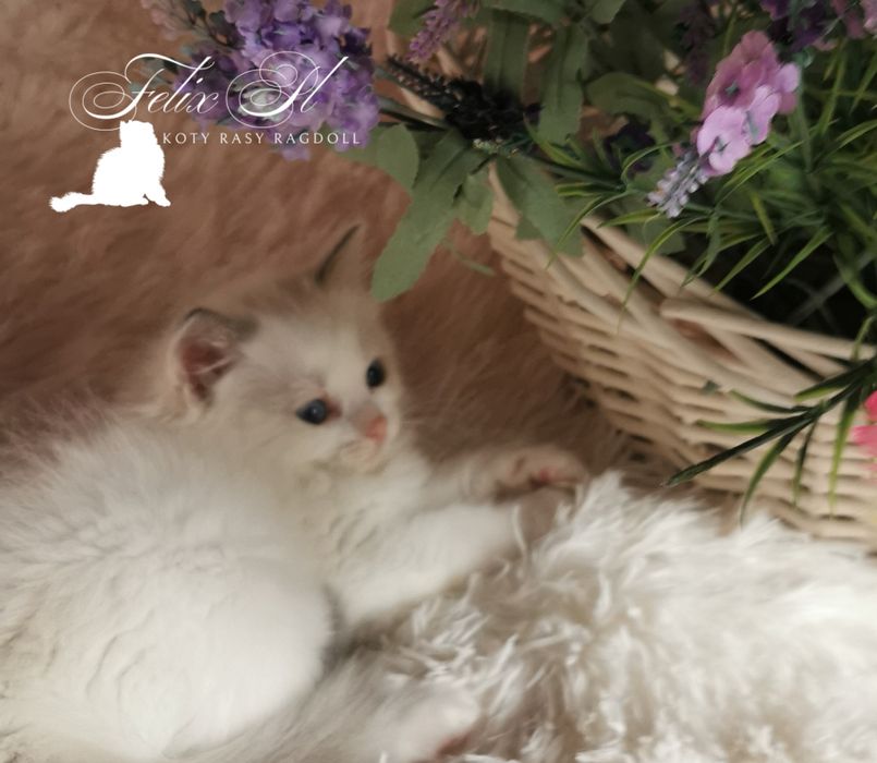 Ragdoll rodowód FPL