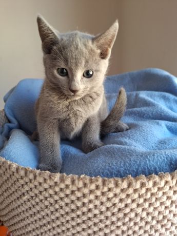 Kot rosyjski niebieski - słodki kociak