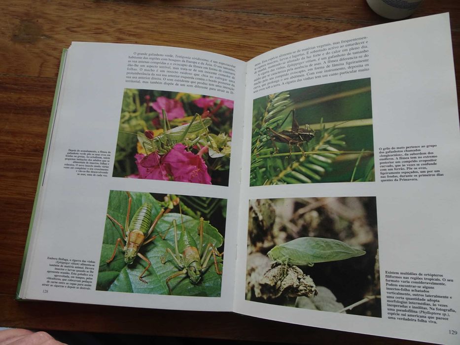 Os Segredos da Natureza - Artrópodes Terrestres