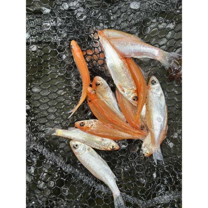 10 sztuk ZŁOTA ORFA 5-10 CM