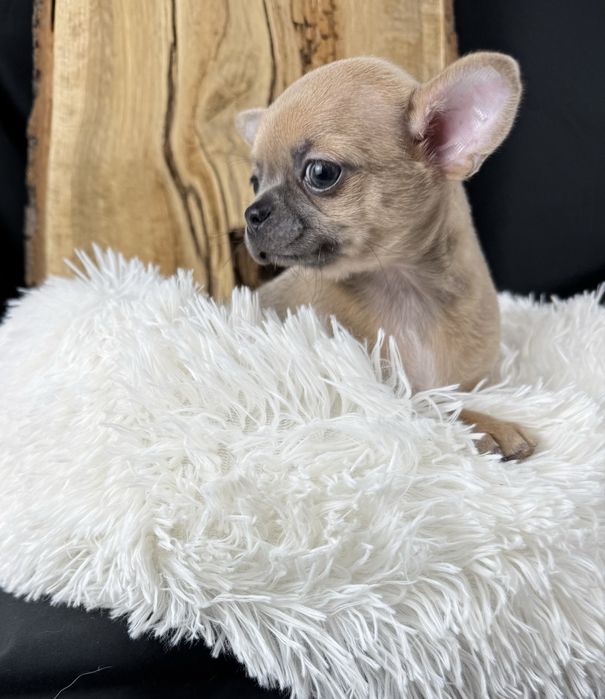 Sprzedam Suczkę Chihuahua