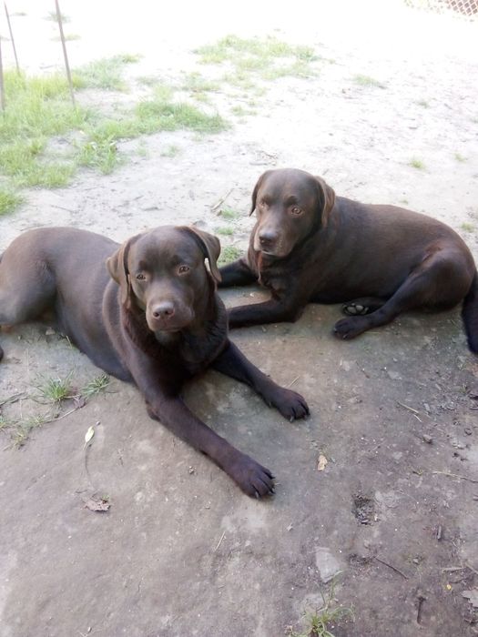 Віддам безкоштовно дві собаки лабрадори