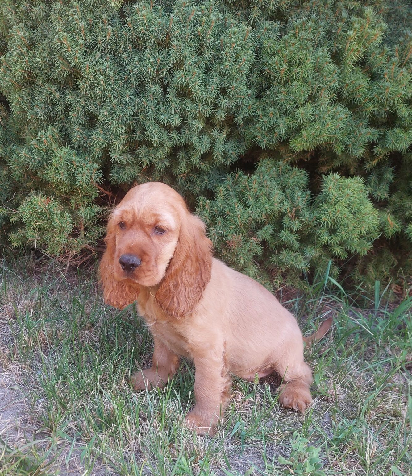 Cocker Spaniel Angielski piesek