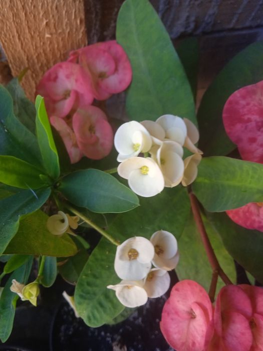 Молочай міля кімнатні квіти