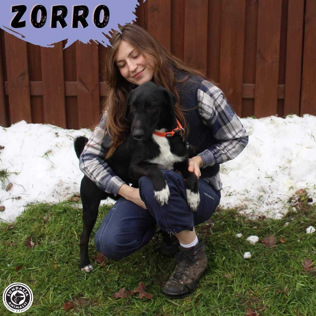 ZORRO - czeka na swój dom