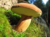 Мицелий Польского гриба - всеми любимый и известный гриб