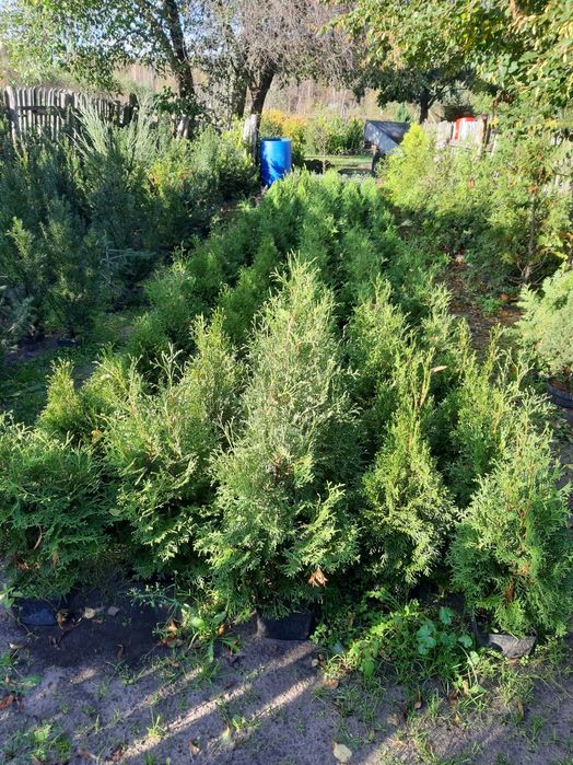 Tuje do sprzedania super cena.