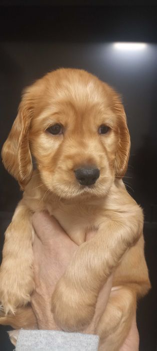 Цуценята англійській кокер спаніель