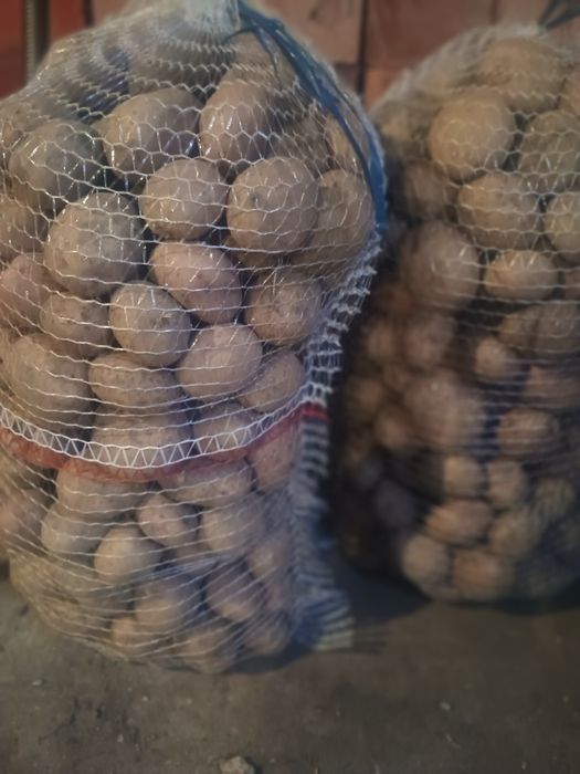 Ziemniaki jadalne irga